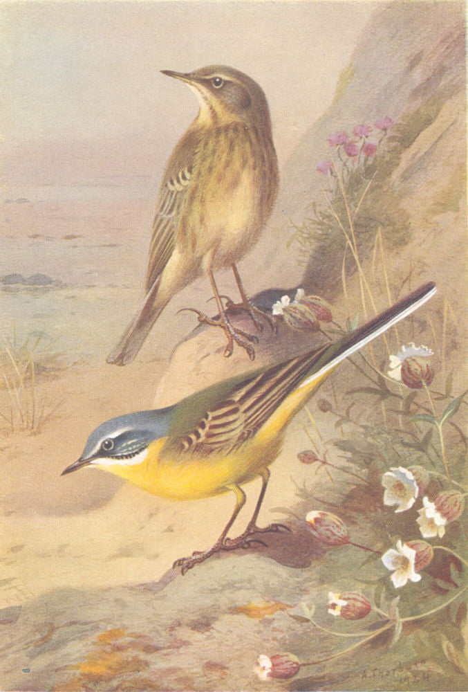 BRITISH BIRDS. Rock-Pipit; Blue-Headed Wagtail. THORBURN 1925 old print